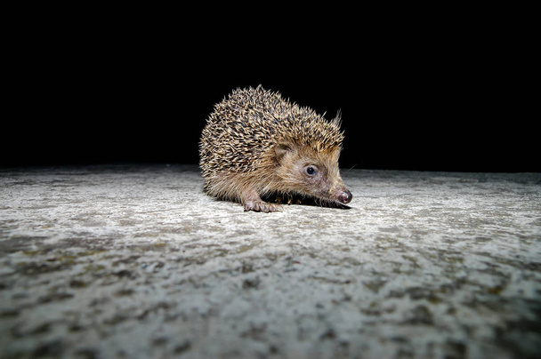 West European Hedgehog - Photo, Image