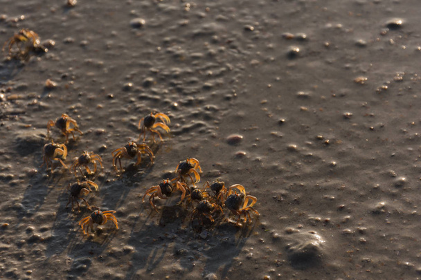 Muchos cangrejos pequeños están en una playa
. - Foto, Imagen