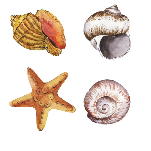 vector illustration design of beautiful seashells set - Foto, imagen