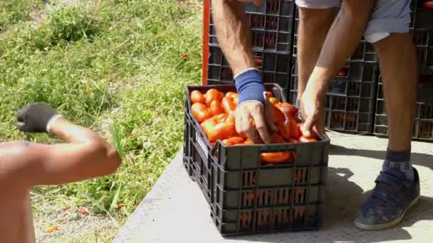 Načítání těžkých krabic rajčat na náklaďák. Sklizeň rajčat v létě - Záběry, video