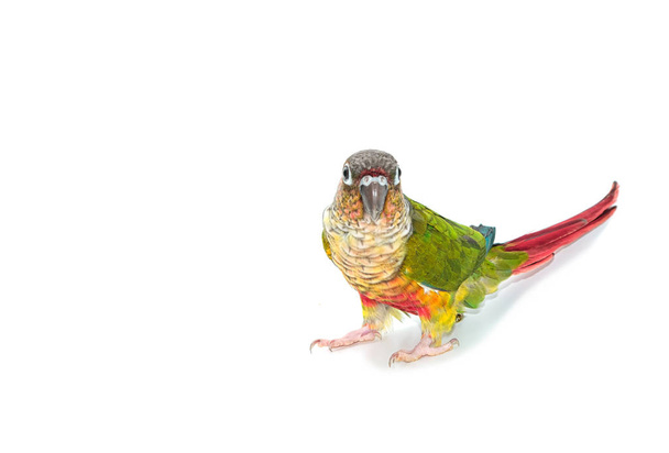 Oiseau conure à joues vertes sur fond blanc
 - Photo, image
