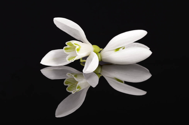 weiße Frühlingsblumen von Schneeglöckchen isoliert auf schwarzem Hintergrund, Spiegelreflexion - Foto, Bild