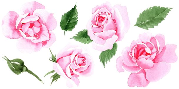 Flor de rosa de té silvestre en un estilo de acuarela aislado
. - Foto, Imagen
