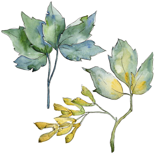 Esdoorn bladeren in een aquarel stijl geïsoleerd. - Foto, afbeelding