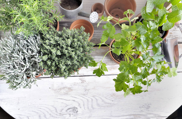  herbes aromatiques en pot sur une table de jardin
  - Photo, image