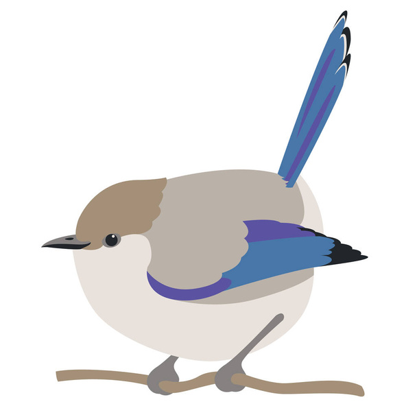 fairy wren bird vector illustration flat style  - Vector, Image