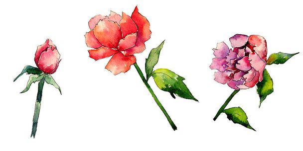 Wildflower peony flower in a watercolor style isolated. - Fotó, kép