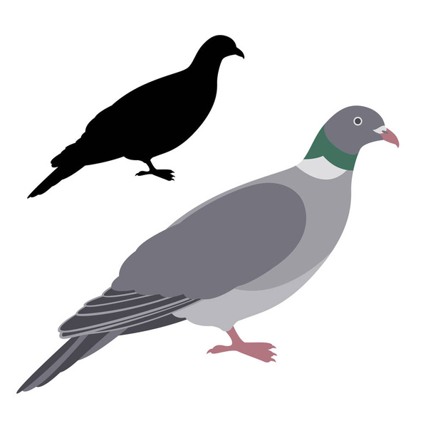 pigeon colombe vecteur illustration plat style silhouette
 - Vecteur, image