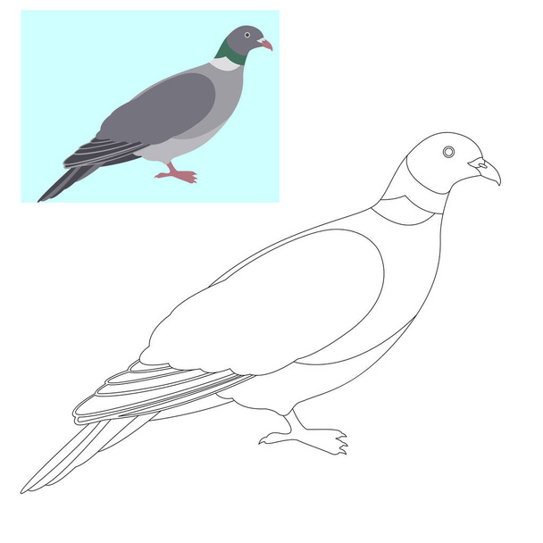 pigeon dove vector illustration  coloring page  - Vector, Image