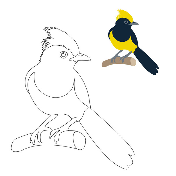 sultan tit bird vector illustration coloring page  - Διάνυσμα, εικόνα