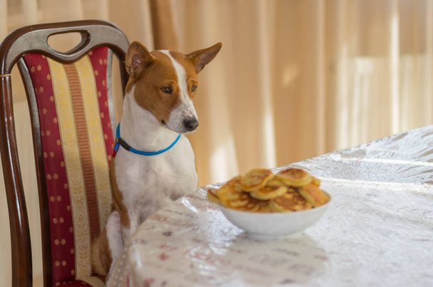 Cão Basenji sentado em uma cadeira na mesa de jantar e placa hipnotizante de panquecas que roubaria
 - Foto, Imagem