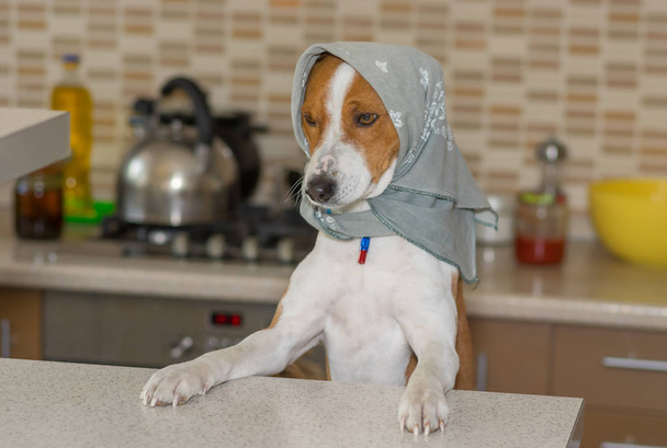バセンジー犬台所に立っているハンカチを着て女性の肖像画 - 写真・画像