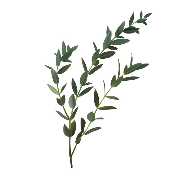 Thyme leaf green vector isolated medicinal set of leaves for the - Vetor, Imagem