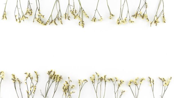 Yellow limonium caspia flowers on white background with copy space - Foto, imagen