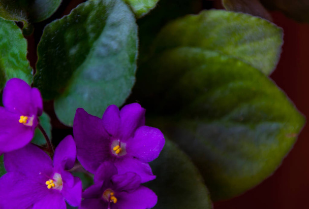 Flourished violet in the pot - Photo, Image