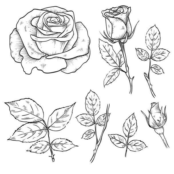 Hand drawn elegant rose flowers - Vector, Imagen