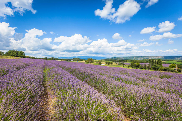Levandulové pole v Provence, Francie - Fotografie, Obrázek