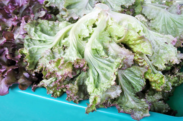 Fresh lettuce for sale in Rarotonga market Cook Islands - Photo, Image