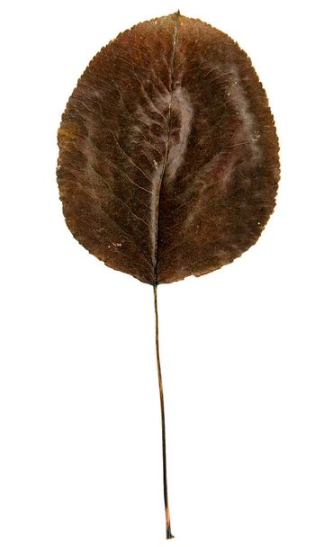 Autumn leaf isolated on the white background - Photo, image