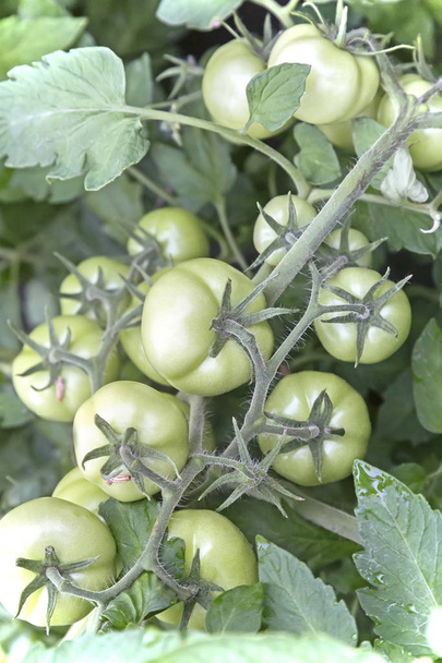 Pomodori verdi maturi sul ramo di un cespuglio. - Foto, immagini