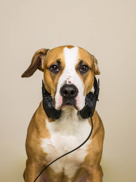 Dog with headphones - Fotoğraf, Görsel