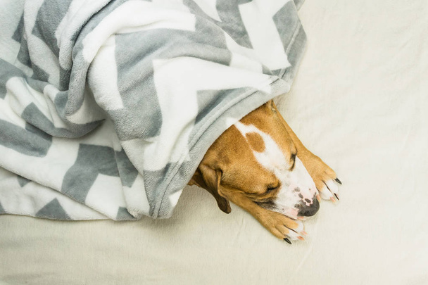Lazy or sick pet dog relaxing and sleeping in clean white throw blanket - Fotoğraf, Görsel