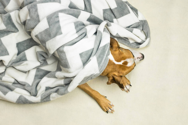 Head and paws of lazy or sick pet dog in clean white throw blanket - Fotografie, Obrázek