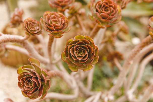 Echeveria plant - Foto, afbeelding