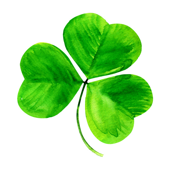 Shamrock, trébol verde de tres hojas, Patrick símbolo del día, aislado, acuarela dibujada a mano ilustración sobre fondo blanco
 - Foto, imagen