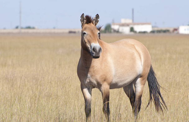 Przewalski's wild horses in the steppe - Photo, Image
