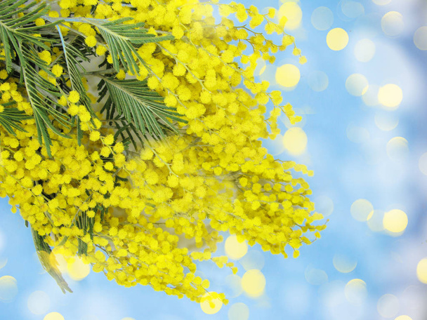 mimosa amarelo arbusto primavera floral fundo 8 cartão de marcha
 - Foto, Imagem