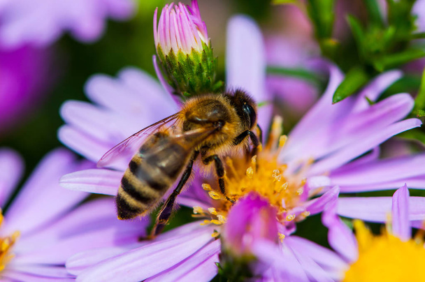 Biene auf dem Purpurdiasy - Foto, Bild