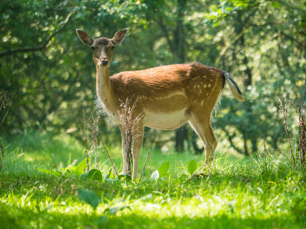 Spotted female fallow deer gazing at camera - Photo, Image