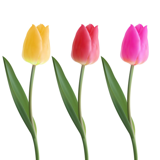 Sada realistická vektorová krásný Tulipán. Ani stopa. Prázdné pro váš návrh. Žluté, růžové, červené tulipány na bílém pozadí. Jarní tulipány. Květ v rozpuku - Vektor, obrázek
