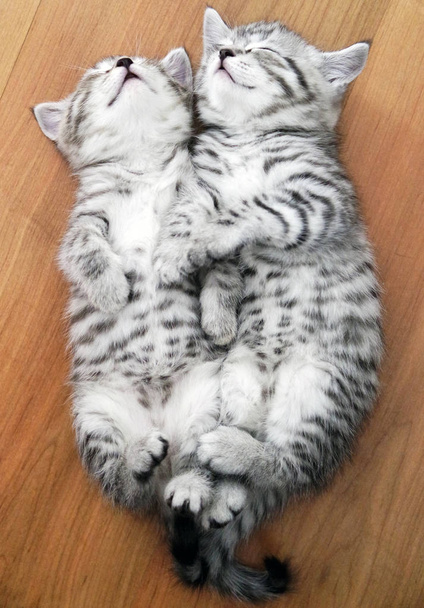 Beautiful kittens sleep on the back. - Photo, Image