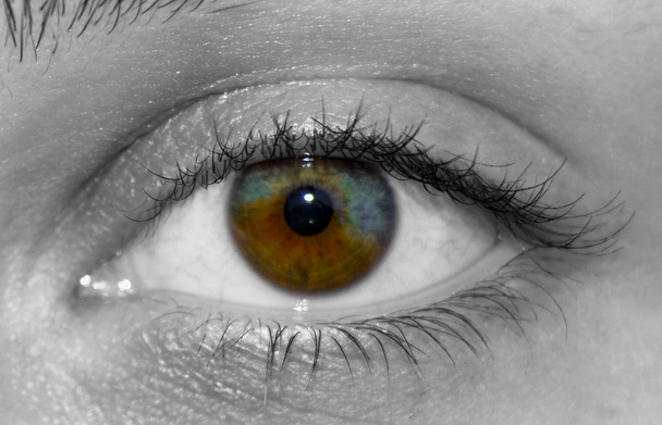 A beautiful  human eye with real heterochromia in  black and white - Photo, Image