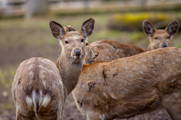 チョウセンヤマアカガエル鹿は野生動物のシーンに立つ - 写真・画像