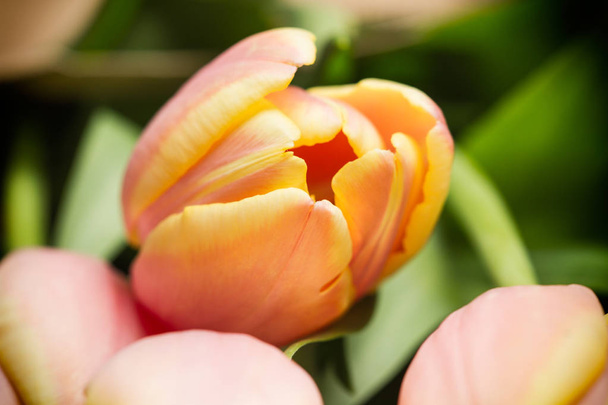 Bouquet of pink and yellow tulips - Photo, Image