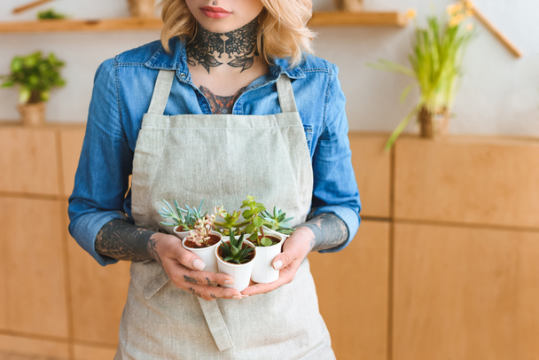 cropped shot of florist in apron holding potted succulents - Photo, Image