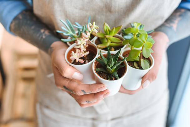 close-up partial view of florist holding beautiful green succulents in pots - Foto, Bild