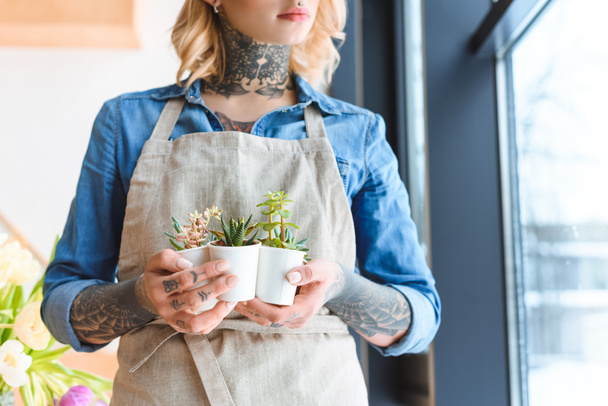 cropped shot of florist in apron holding beautiful succulents in pots - Fotó, kép