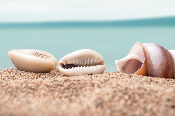 seashell on the beach with blue ocean on background - Φωτογραφία, εικόνα
