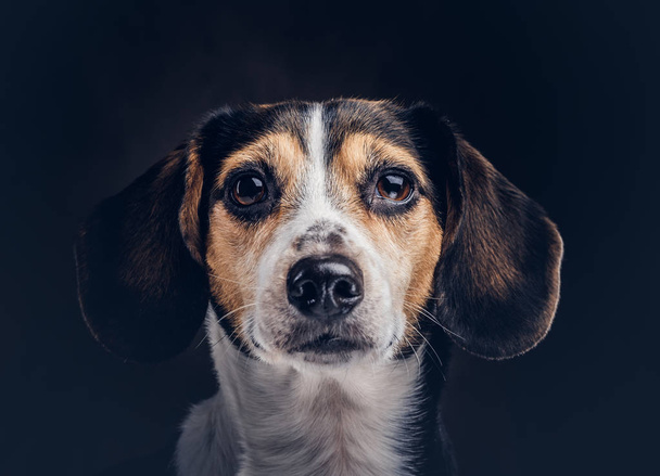 Portret van een schattig rashond op een donkere achtergrond in de studio. - Foto, afbeelding