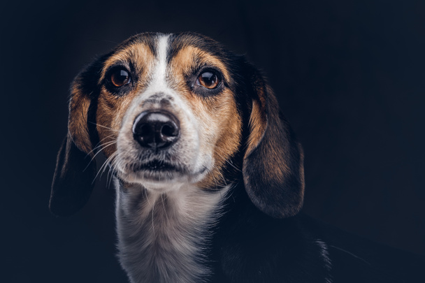 Portrait of a cute breed dog on a dark background in studio. - Photo, Image