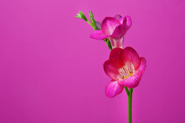 Beautiful freesia flower on color background - Fotoğraf, Görsel