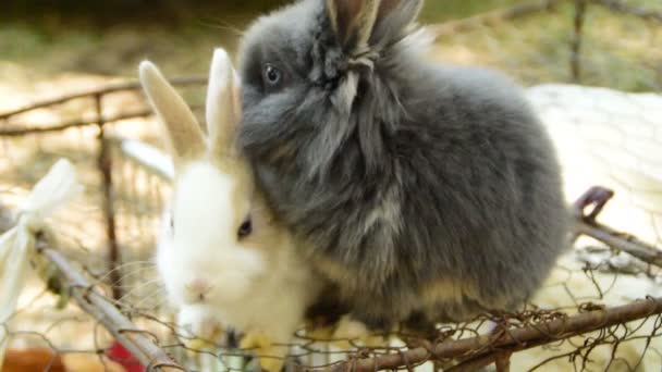 3 in 1 iki tüylü tavşan  - Video, Çekim