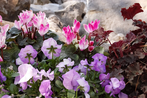 Güzel çiçekler pembe siklamen ve s yakınındaki mor Hercai Menekşe - Fotoğraf, Görsel
