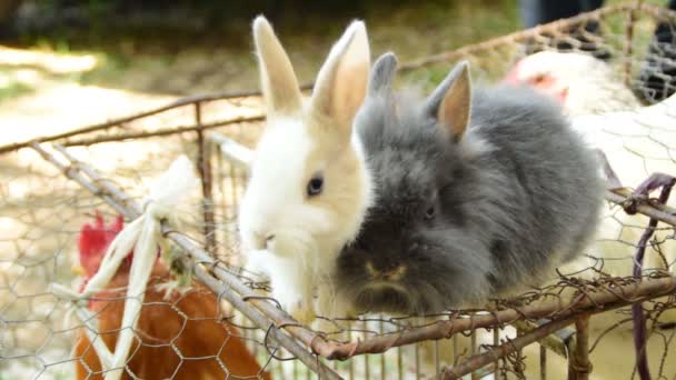 Dwie puszyste królików w miłości - Materiał filmowy, wideo