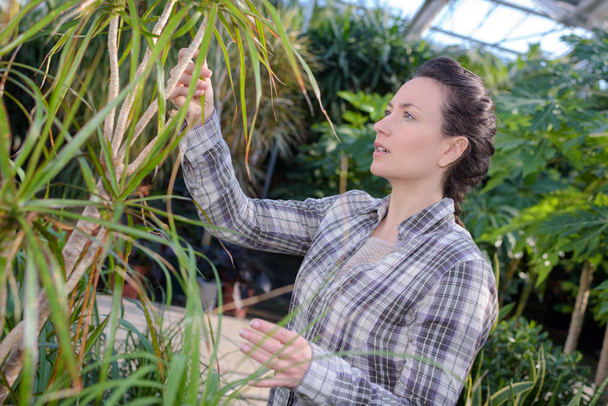 female gardener looking at potted plants in greenhouse - Fotografie, Obrázek