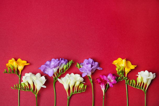 Beautiful freesia flowers on color background - Photo, Image